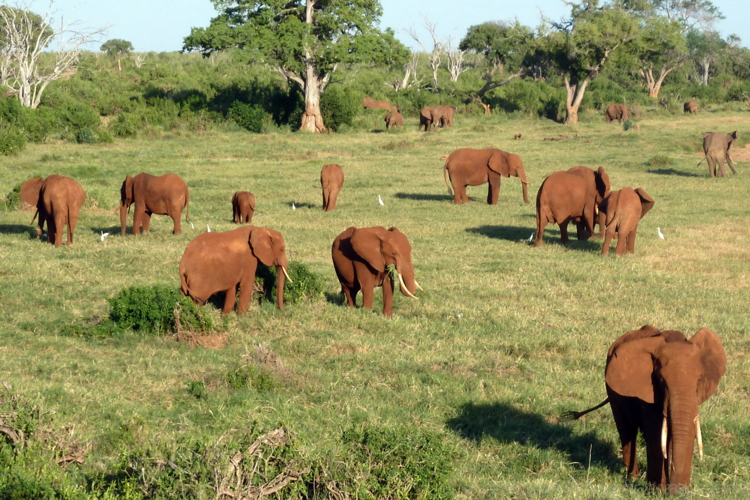 Malindi Adventure 5Days/4Nights-Elephants