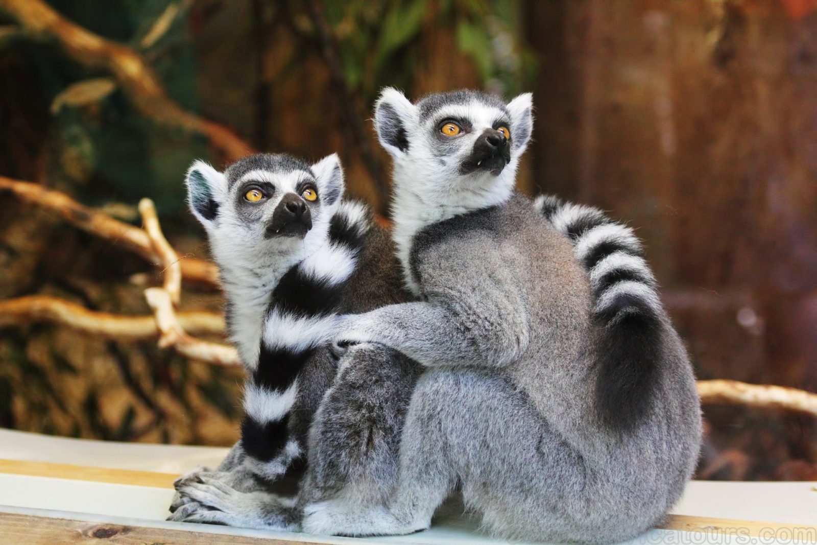 Madagascar Animals