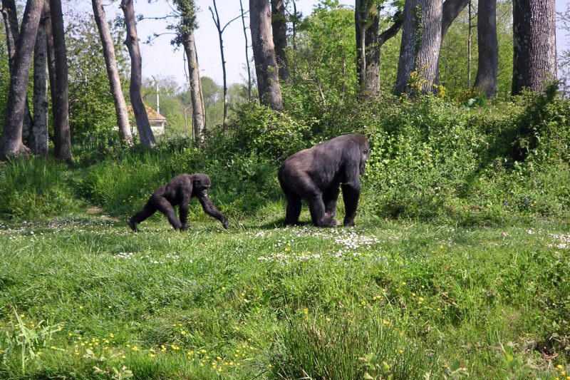 On the Path of Gorillas Safari 8Days/7Nights Zoo-Across-Africa-Tours-Travel