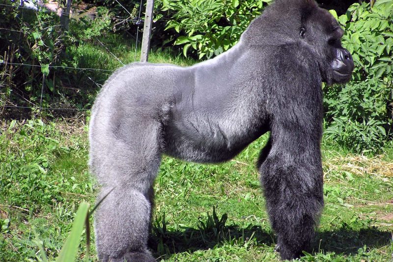 On the Path of Gorillas Safari 8Days/7Nights Zoo-Across-Africa-Tours-Travel