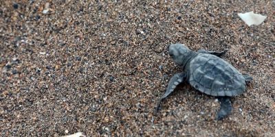 Sao Tome Classic Adventure (Comfort) 10days/9Nights -turtles_hatchling
