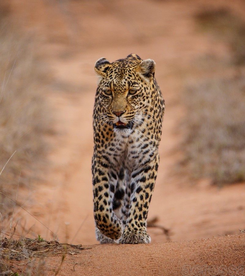 Sabi Sands Reserve Express Safari 5Days/4Nights (Comfort)-African Leopard