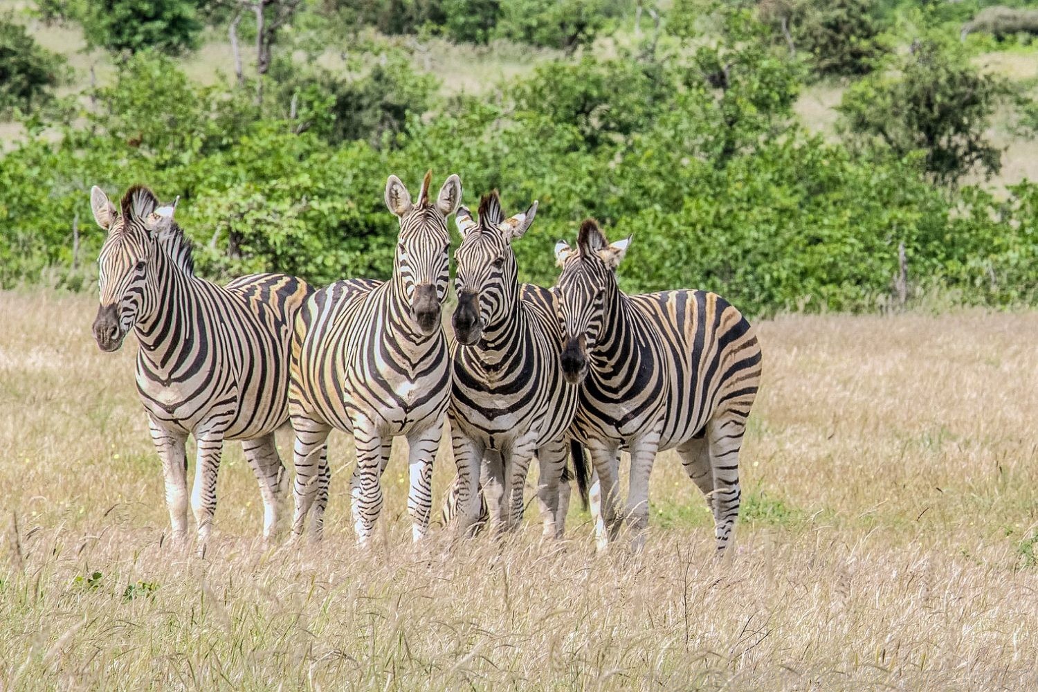 Sabi Sands Reserve Express Safari 5Days/4Nights (Camping)-zebra-Across Africa Tours Travel