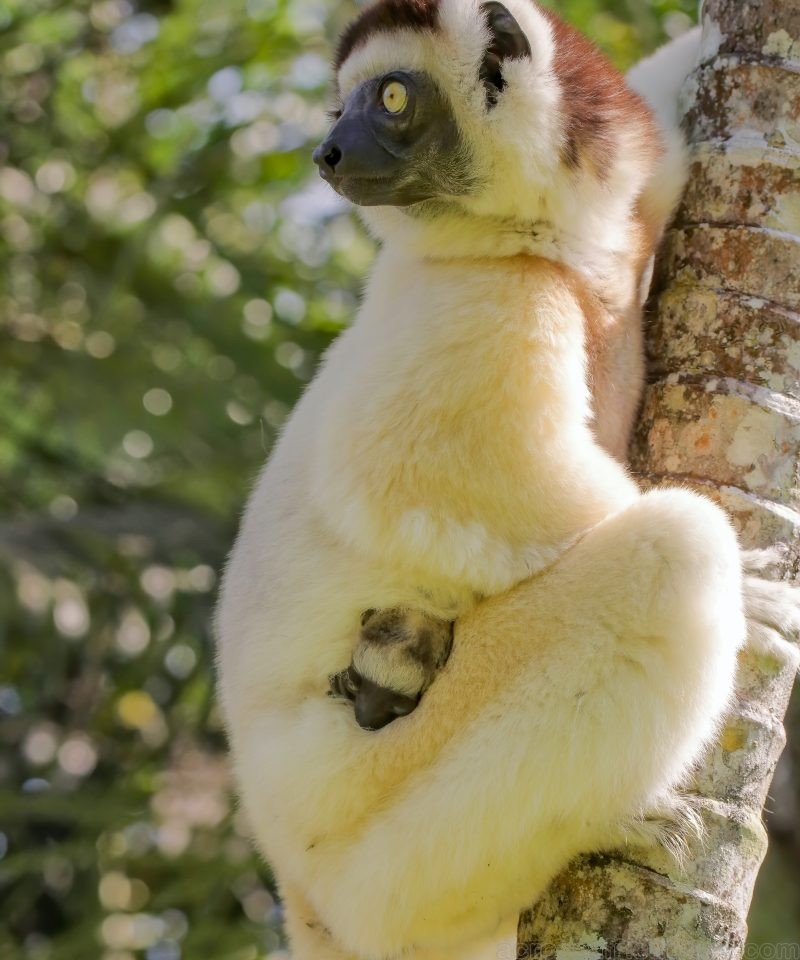 Madagascar animals