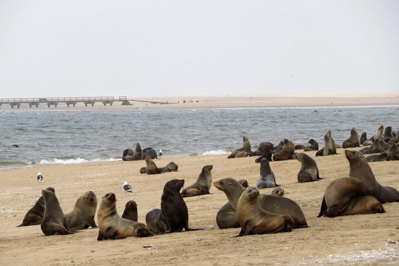 Things to do in Walvis Bay