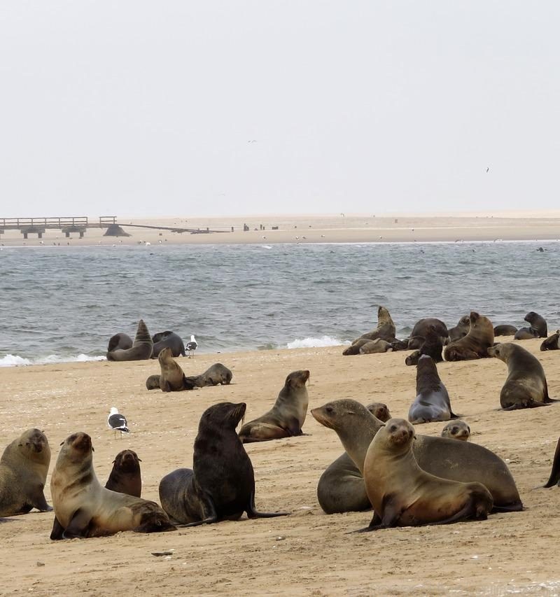 Things to do in Walvis Bay