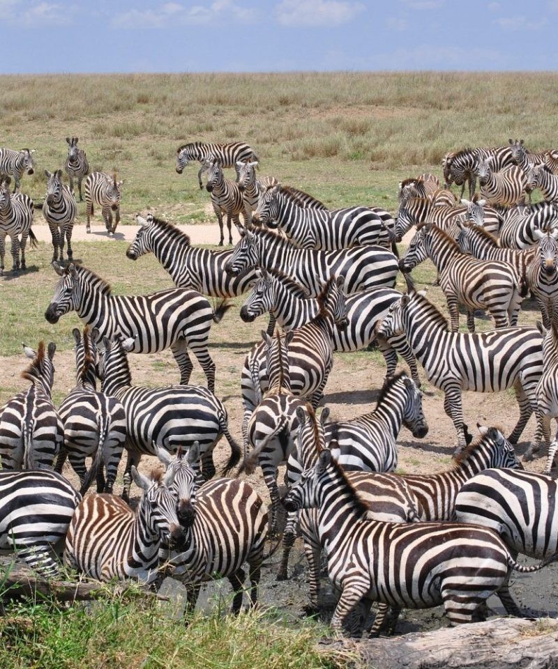 Tanzania safari packages