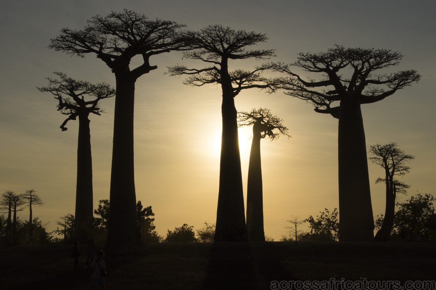 Baobab Avenue Madagascar