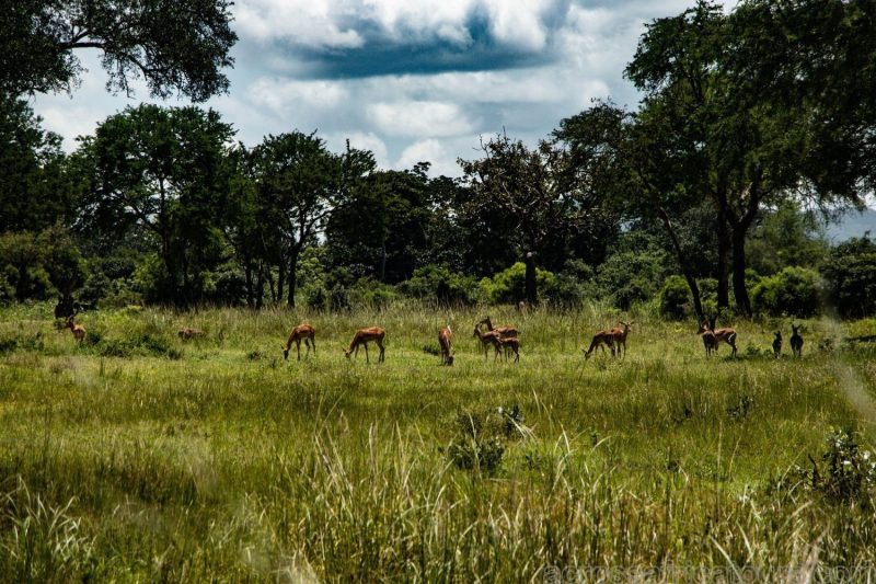 best safari parks in Tanzania
