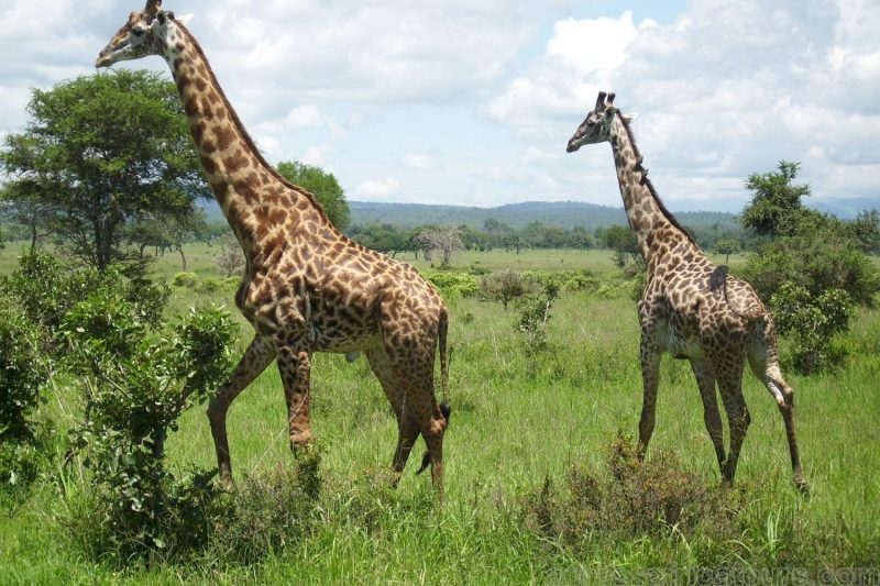 tanzania safari private tours