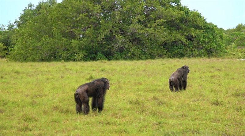 Things to do at Loango National Park